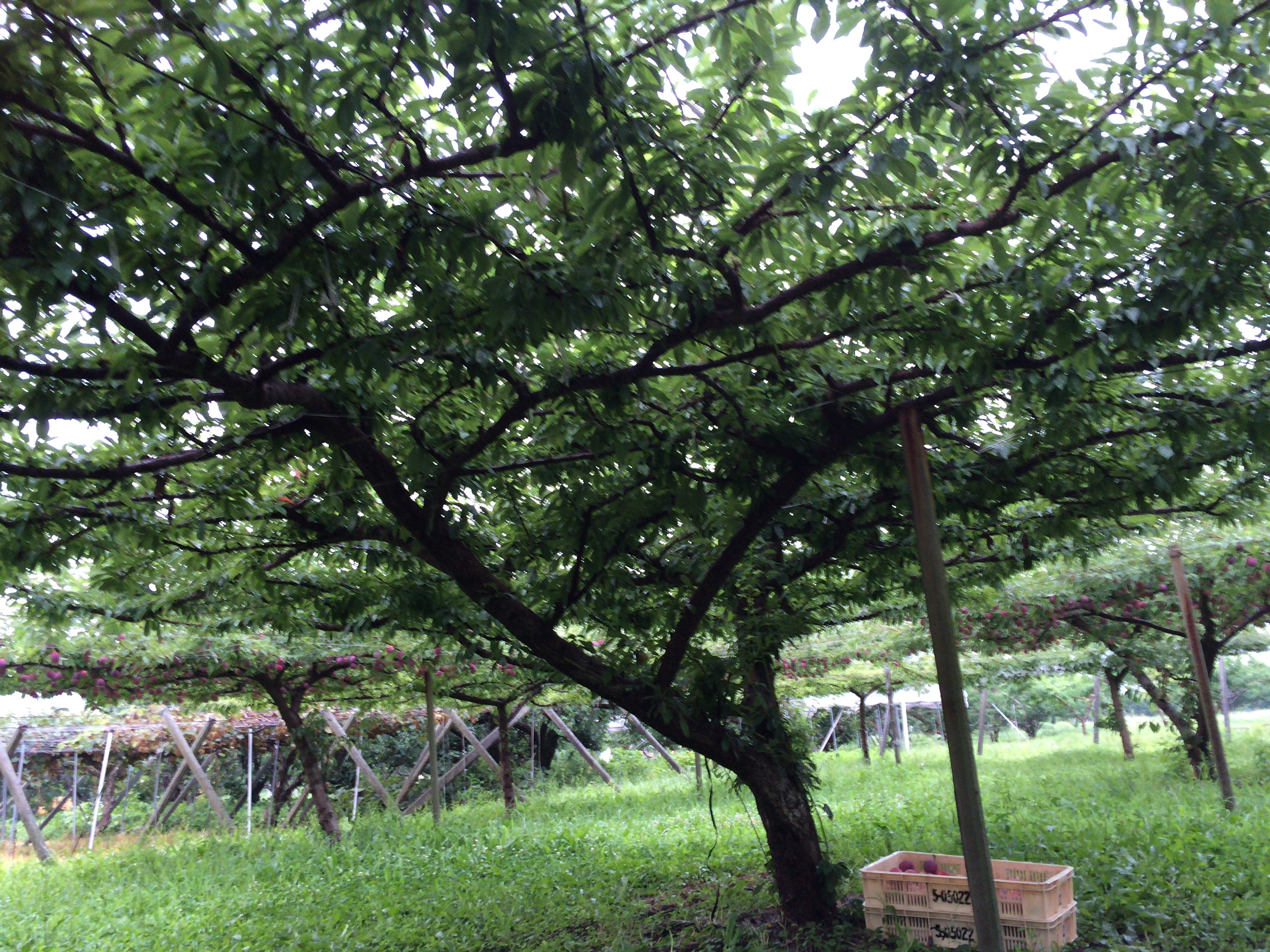 農家お助けプログラム まとめ