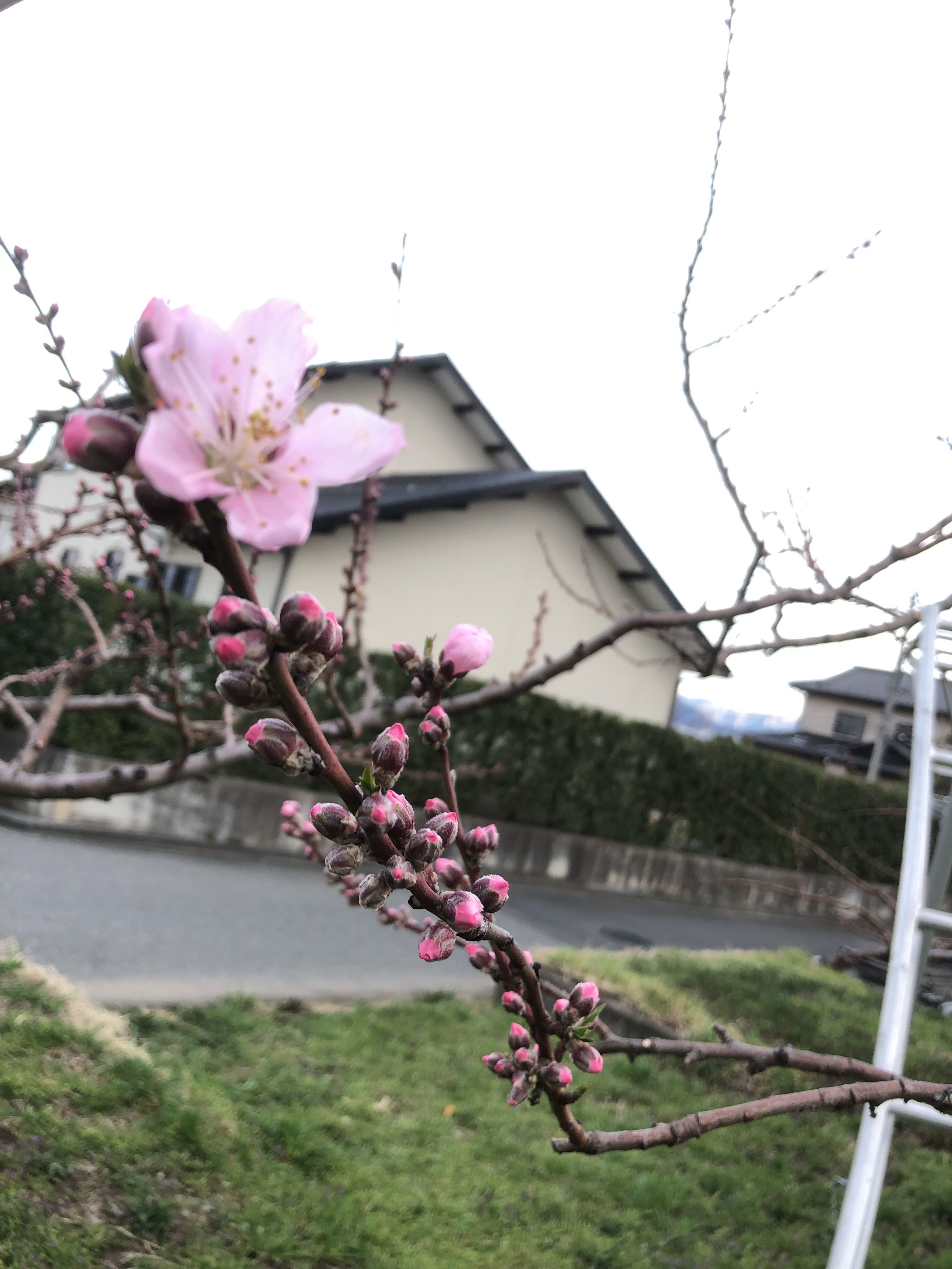 2018年桃のおろ抜き(摘蕾)作業を始めました。